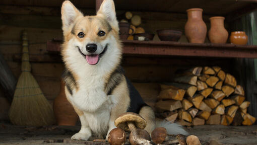 Can Dogs Eat Mushrooms Read Before You Feed Purina